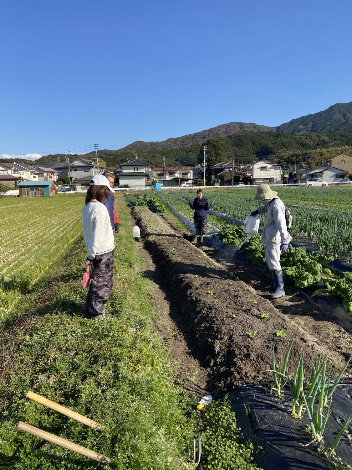 水やり作業