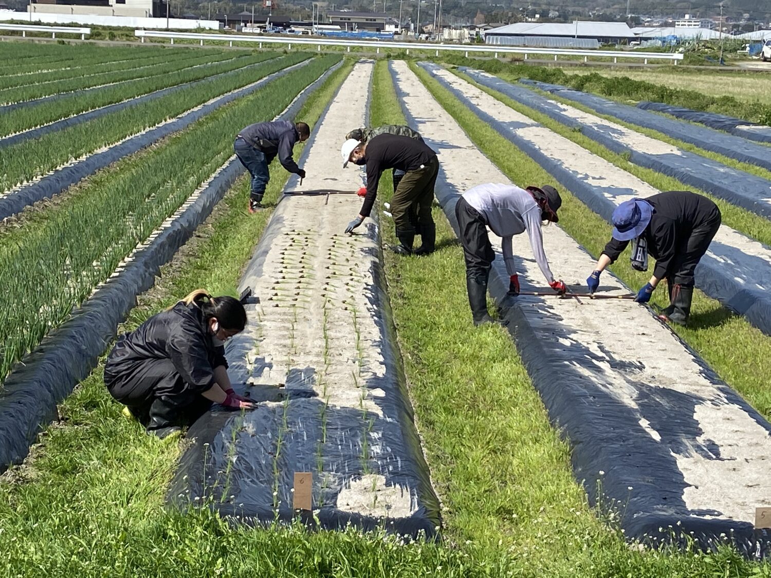 ネギの定植作業