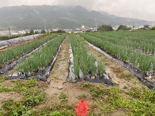 こころ農園　長峯上圃場