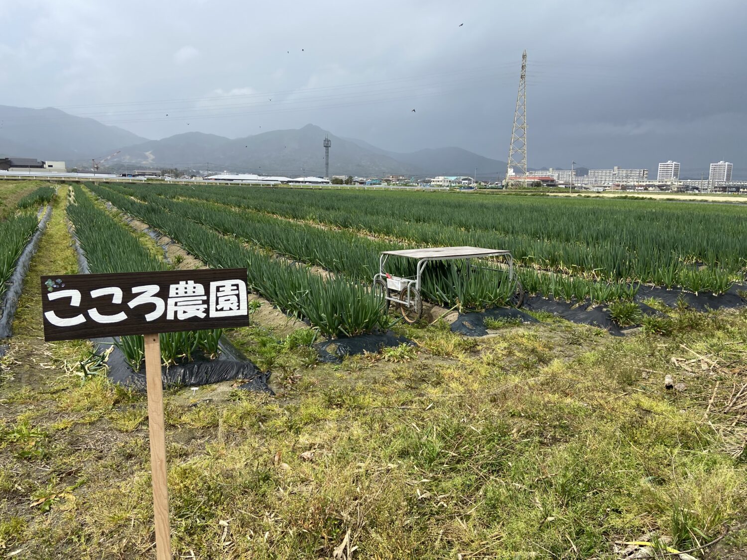 こころ農園　重留圃場