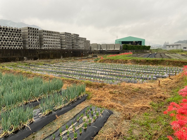 こころ農園　西入部A圃場