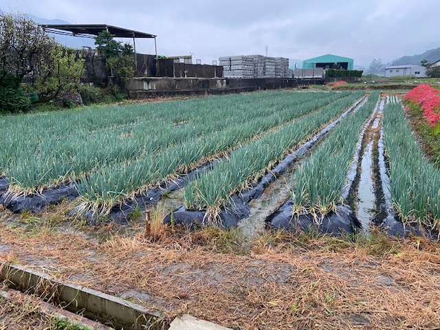 こころ農園　西入部B圃場