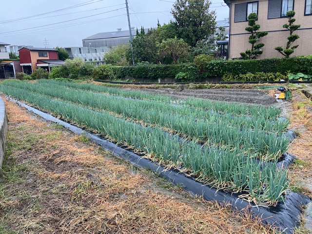 こころ農園　西入部C圃場